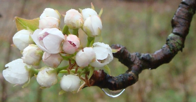 pear-blossom-waterdrop3