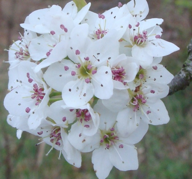 Pear blossoming redux.