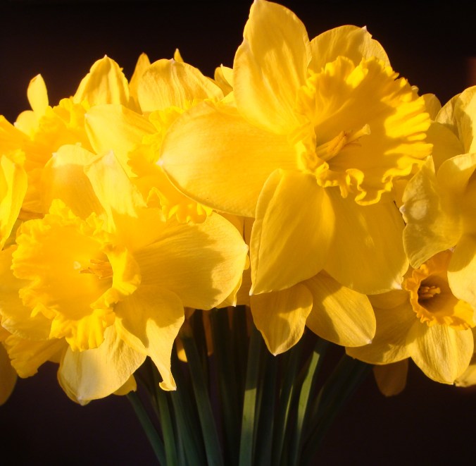 Sunlight on daffodils.