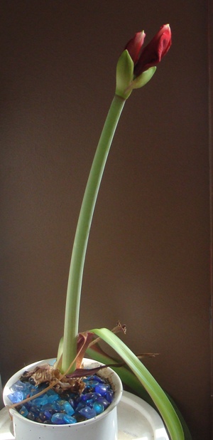 19 inches of spectacular surprise.