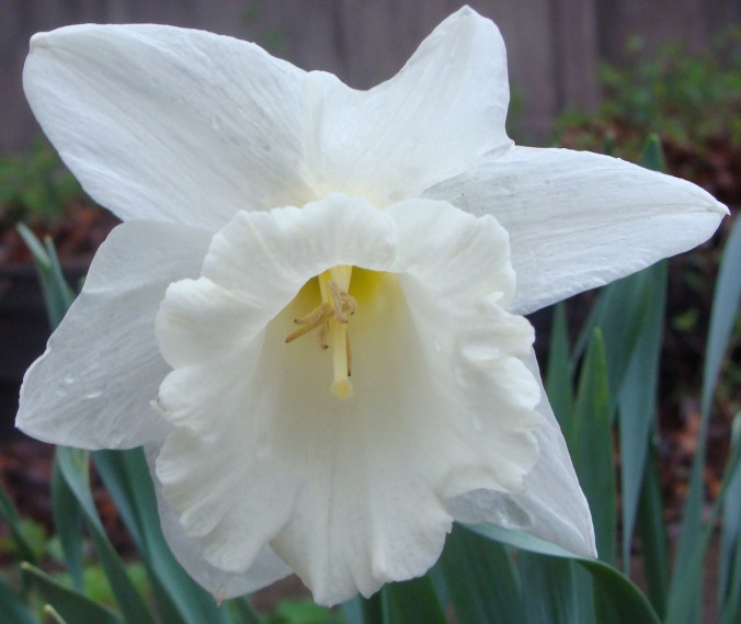 Large trumpet white daffodil.