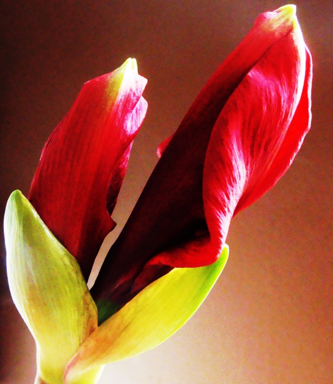 Bulging buds out of nowhere.