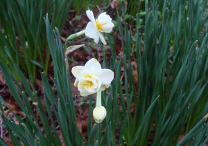 Tiny white daffodils with sweet fragrance