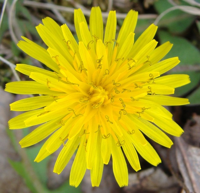 Why is this cheerful little flower so hated?