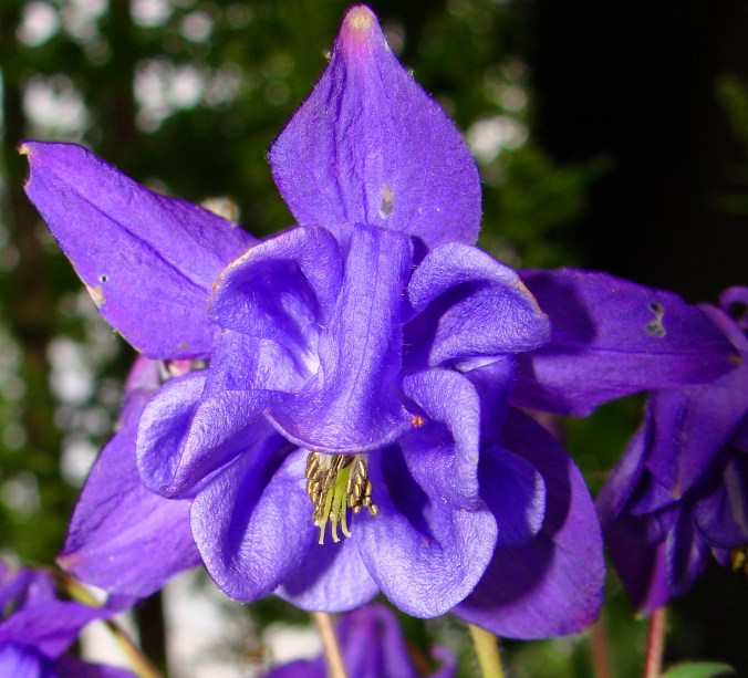 Early morning in the garden.