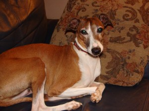 Cuddly Willy Cuddly Willy.