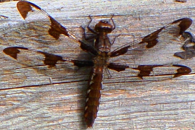 If I re-stain the fence, I won't see the dragonfly.
