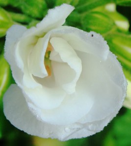 ger inner Geranium curves.