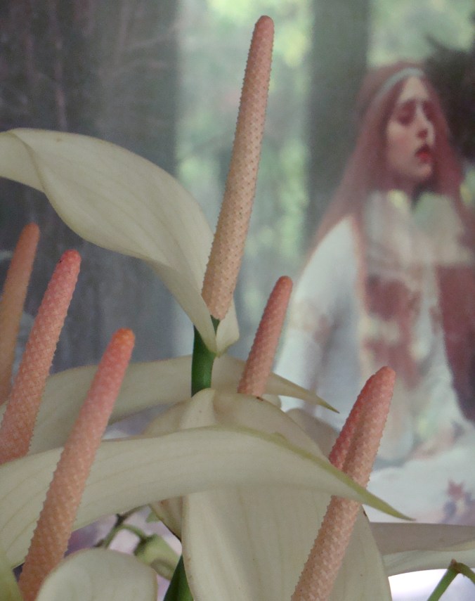 White Antherium and John William Waterhouse Print