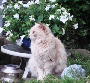 maggie and the flowers maggie and the flowers