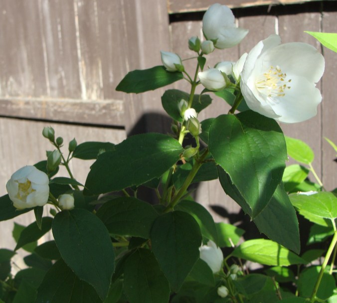 My backyard smells like a perfumery.