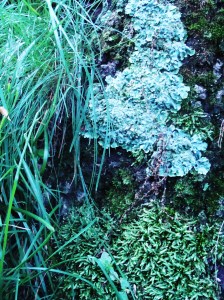 moss on the old tree moss on the old tree