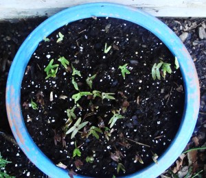 pot Changing seeds, seeds of change.