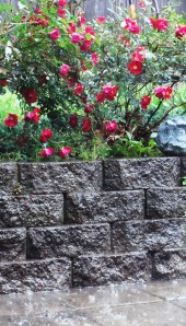 rain on the roses