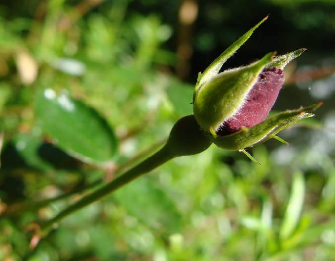 One may live without bread, but not without roses. -- Jean Richepin