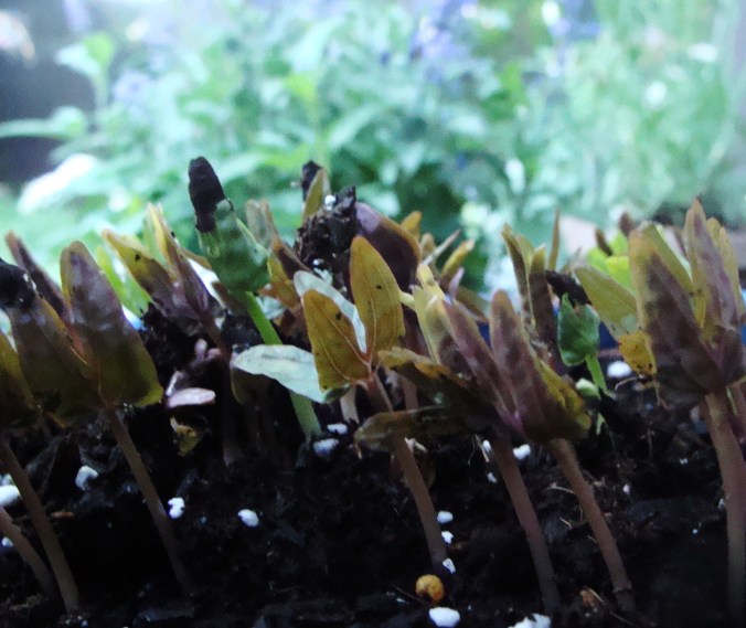 seedlings morning glory and moonflowers