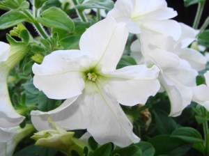 wave petunias