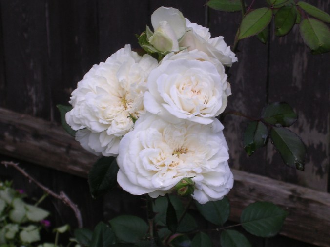 The Masthead Has Died.