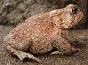 Our toad to be?