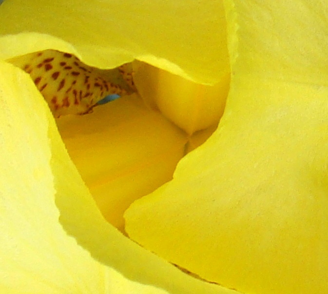 If one peers closely at ordinary things, the unique comes into focus.