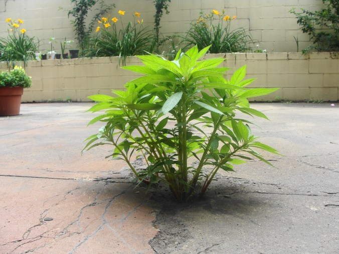 cement Plug it with a plant.