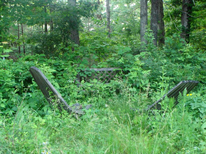 Kitchen cottage garden now (See Janis?  I told you.)