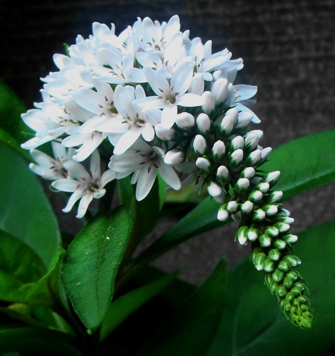 Say it carefully:  goosenecked loosestrife
