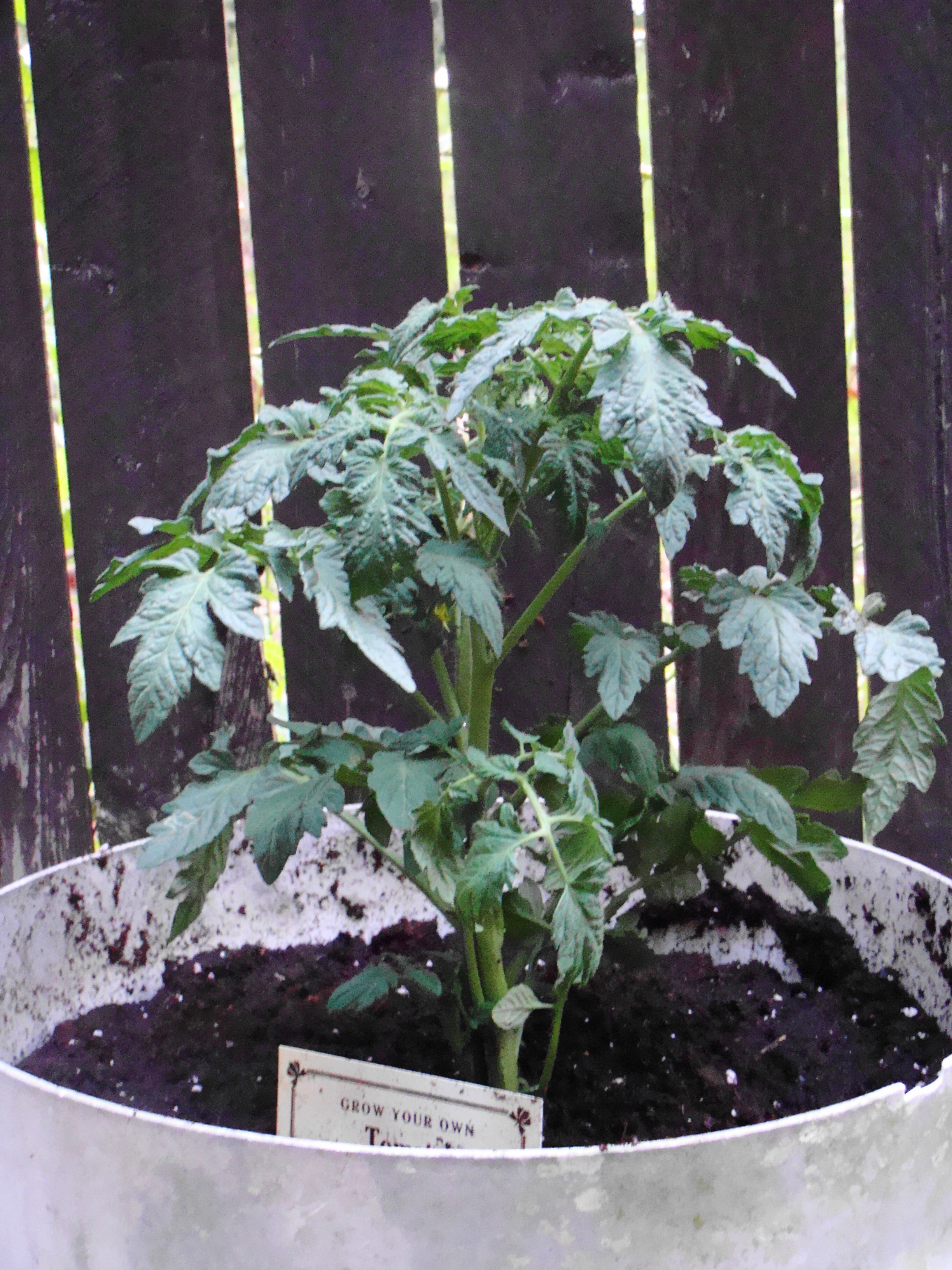 home grown mater to be Is Connie fixin' to kill another tomato plant?