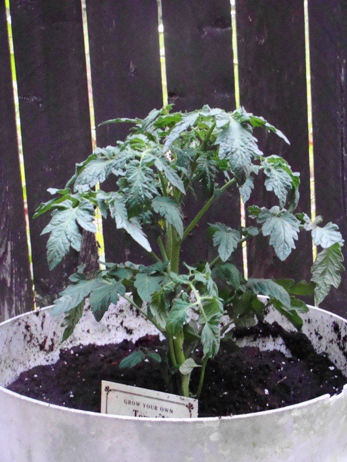 Is Connie fixin' to kill another tomato plant?
