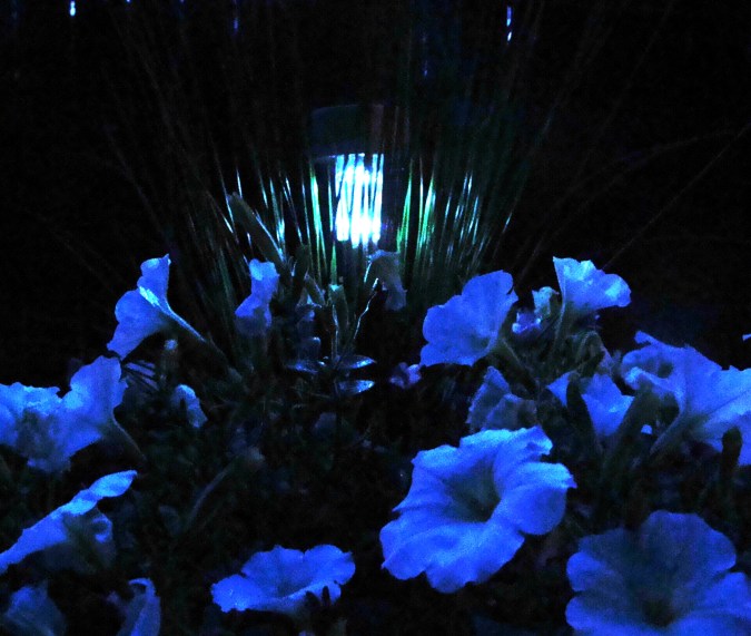 I wish it was a K-Mart blue light special.