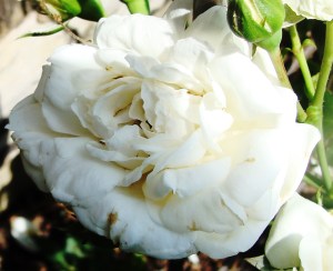 The beauty of the white garden inspires me to reclaim the kitchen cottage garden.