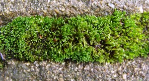 Moss on the patio.