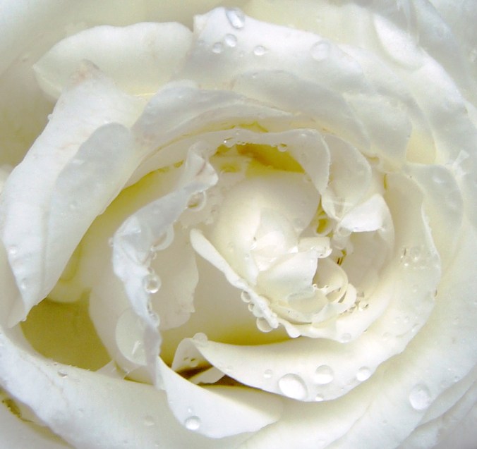 White roses are for reverence.