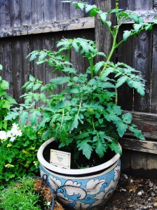 Potted Tomato
