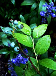 Connie wonders how long before the blueberries get blue.