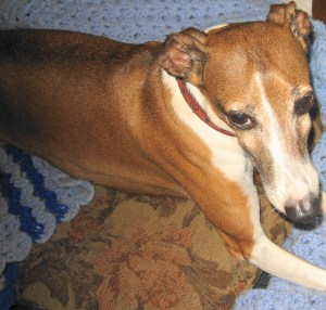 Willy on Great-Grandmother's Afghan