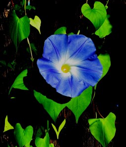 Birthday Morning Glory