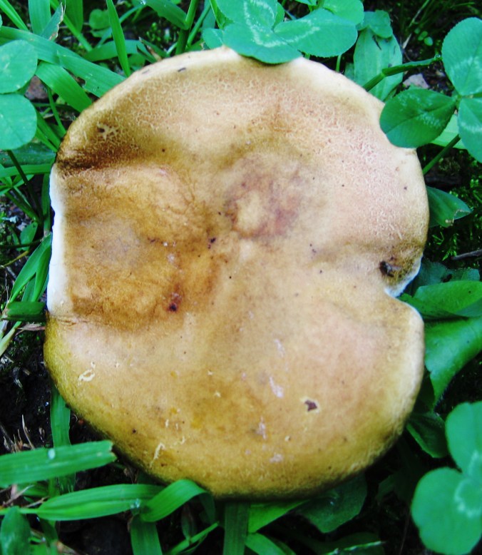 While Connie is tired of rain, she is enjoying having Grace Slick stuck in her head.