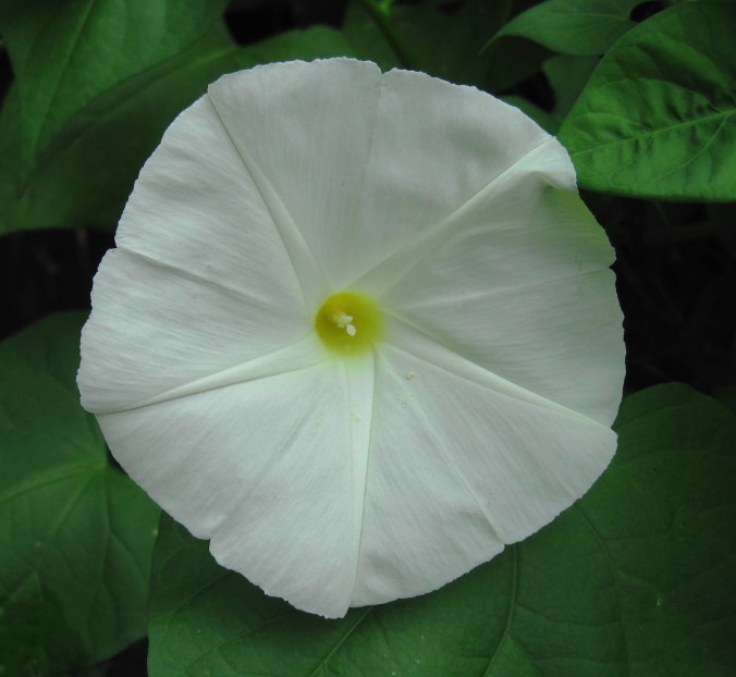 Aren't they supposed to bloom at night?