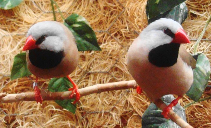 There's a company that sets up and maintains aviaries.  I want one.