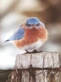 Michael L. Smith's incomparable Mad Bluebird Photo