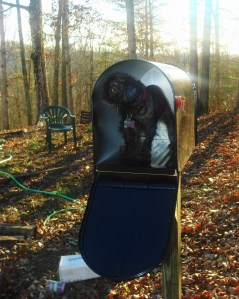 puppygram