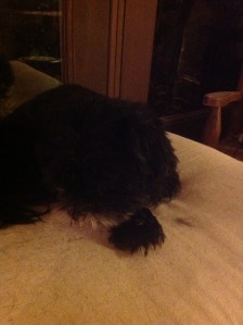 Berry Berry Sweet Dog