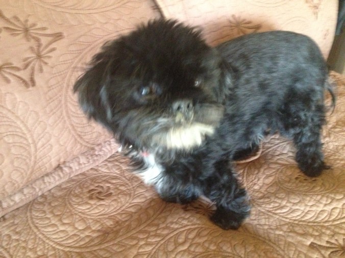 Berry Berry Sweet Dog