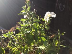 petunias in november