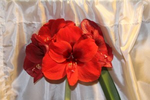 amaryllis