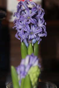 hyacinth